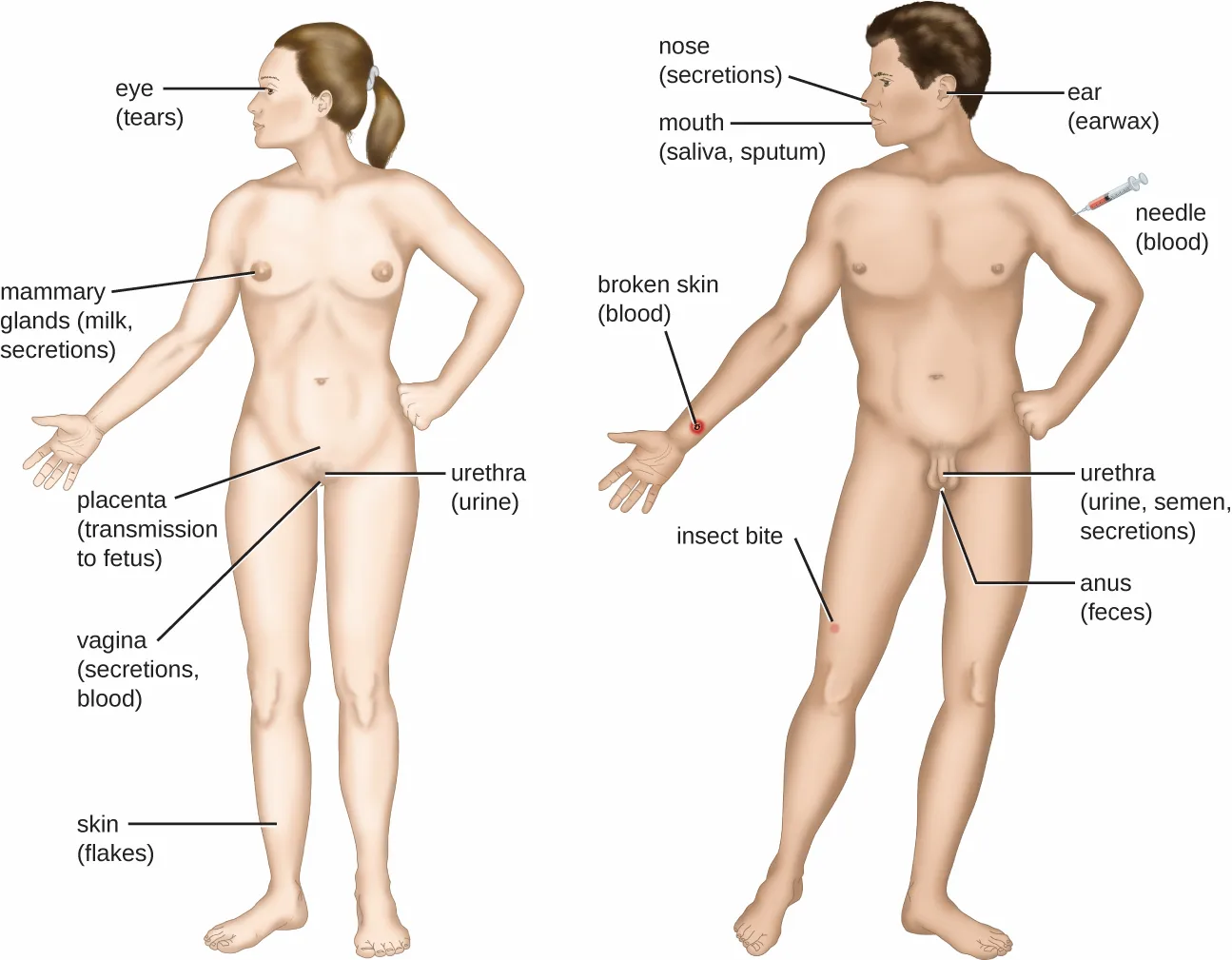 A labeled diagram of a woman and a man showing the body's portals of exit and what leaves through each. On the woman: eye (tears), mammary glands (milk, secretions), placenta (transmission to fetus), vagina (secretions, blood), urethra (urine), and skin (flakes). On the man: nose (secretions), mouth (saliva, sputum), ear (earwax), a needle (blood), broken skin (blood), an insect bite, urethra (urine, semen, secretions), and anus (feces).