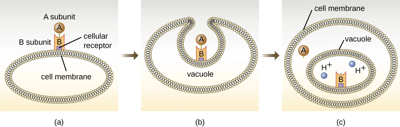 Three-panel diagram: (a) a toxin's B subunit binds a receptor on a cell membrane, with the A subunit attached above it; (b) the membrane forms a vacuole around the bound toxin; (c) inside the vacuole, the B subunit remains with two H+ ions beside it, while the separated A subunit now floats free in the cytoplasm outside the vacuole.