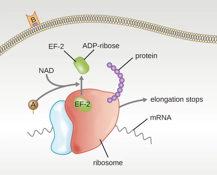 A diagram of diphtheria toxin's mechanism at a cell membrane. Outside, the B subunit is anchored in the membrane; inside, the A subunit binds NAD and transfers ADP-ribose onto the elongation factor EF-2, blocking it. Nearby, an mRNA strand threads through a ribosome that is building a protein chain, and an arrow shows that chain's elongation stopping.