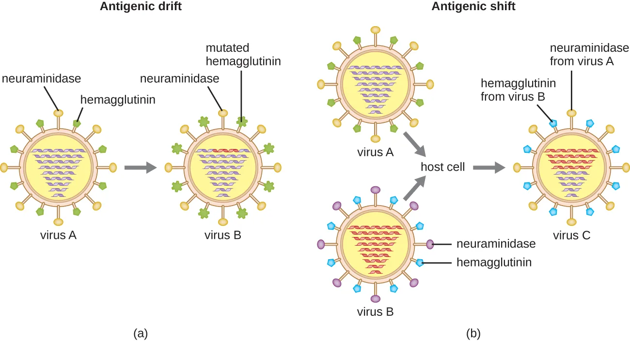 Two-panel diagram. (a) Antigenic drift: an influenza virus (virus A) with green hemagglutinin and yellow neuraminidase spikes changes, through mutation, into virus B, whose hemagglutinin spikes have a different, mutated shape. (b) Antigenic shift: virus A (green hemagglutinin, yellow neuraminidase) and a differently colored virus B (blue hemagglutinin, purple neuraminidase) both infect the same host cell, producing virus C, which carries a mix of spikes from both parent viruses.