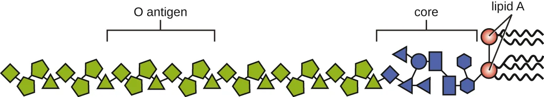 A long row of green pentagon and triangle shapes labeled O antigen, connecting to a shorter row of blue diamond, triangle, circle, square, and hexagon shapes labeled core, ending in two orange circles labeled lipid A, each with two or three wavy tails.