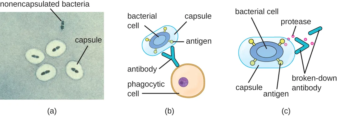 Three-panel diagram. (a) A micrograph of blue oval bacterial cells; some have a thick clear capsule ring around them and one small cluster of cells has none. (b) A capsule-covered bacterial cell with surface antigens; a Y-shaped antibody approaches but cannot reach the antigen because the capsule covers it, and a phagocytic cell sits nearby. (c) A capsule-covered bacterial cell releasing small dots labeled proteases that are breaking apart a Y-shaped antibody into fragments.