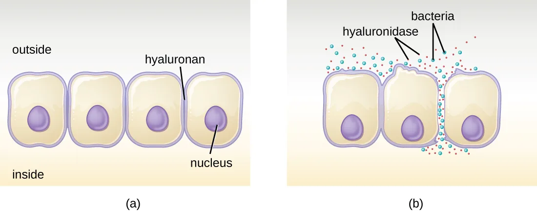 (a) Four block-shaped epithelial cells joined edge to edge, each with an oval nucleus, with hyaluronan labeled at a cell-cell junction. (b) The same row of cells with small teal hyaluronidase dots and red bacteria dots breaking open a gap between two of the cells, through which the bacteria pass.