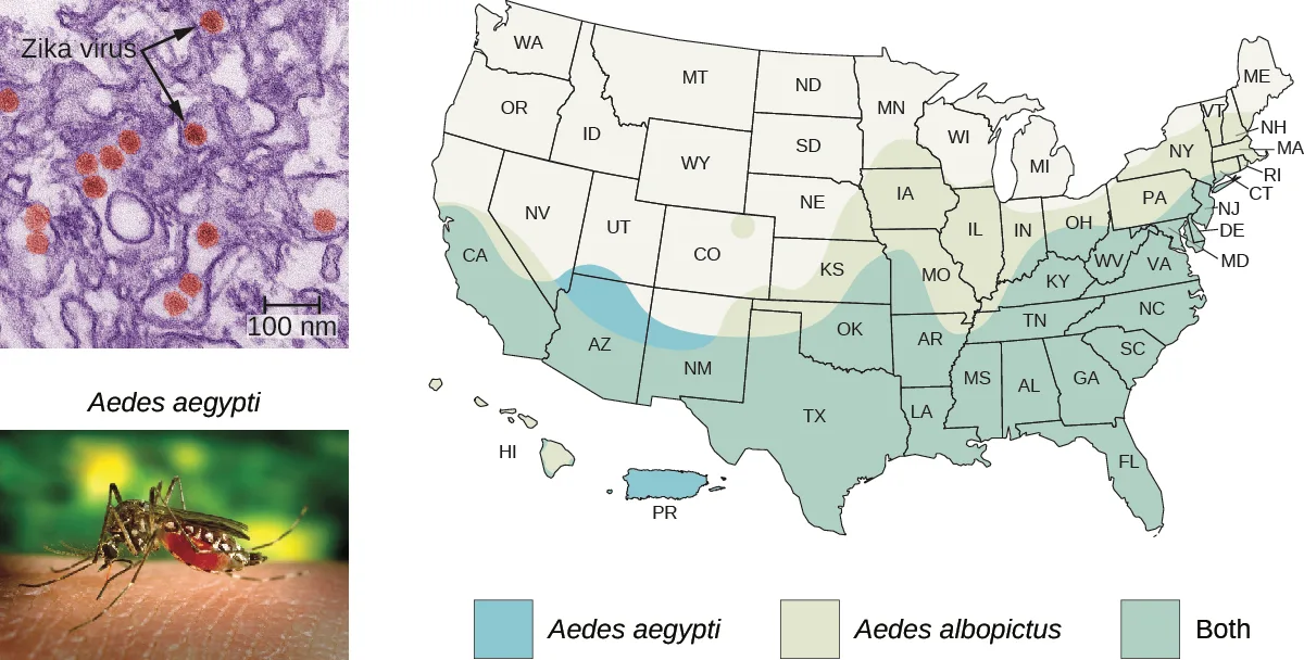 A micrograph, a photo, and a US map. The micrograph shows several small round Zika virus particles inside cell tissue, with a 100 nm scale bar. The photo, labeled Aedes aegypti, shows a mosquito feeding on skin. The map shades the southern and eastern US by mosquito range, using separate colors for Aedes aegypti, Aedes albopictus, and areas where both occur.