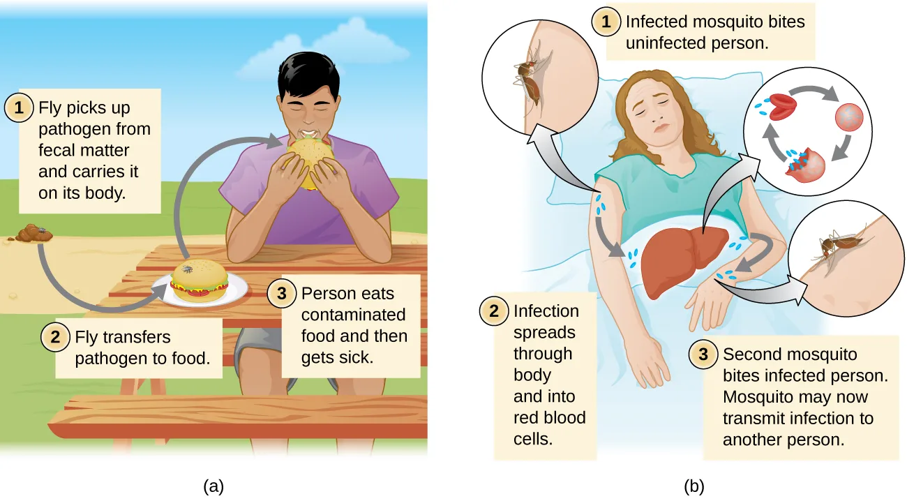 Two drawn panels, each a numbered three-step cartoon. (a) A fly at a picnic table: it picks up a pathogen from fecal matter, carries it to a plate of food, and a person eating the food falls ill. (b) A sleeping woman with her liver highlighted: an infected mosquito bites her, the infection spreads through her body into her red blood cells, and a second mosquito biting her may now carry the infection onward.