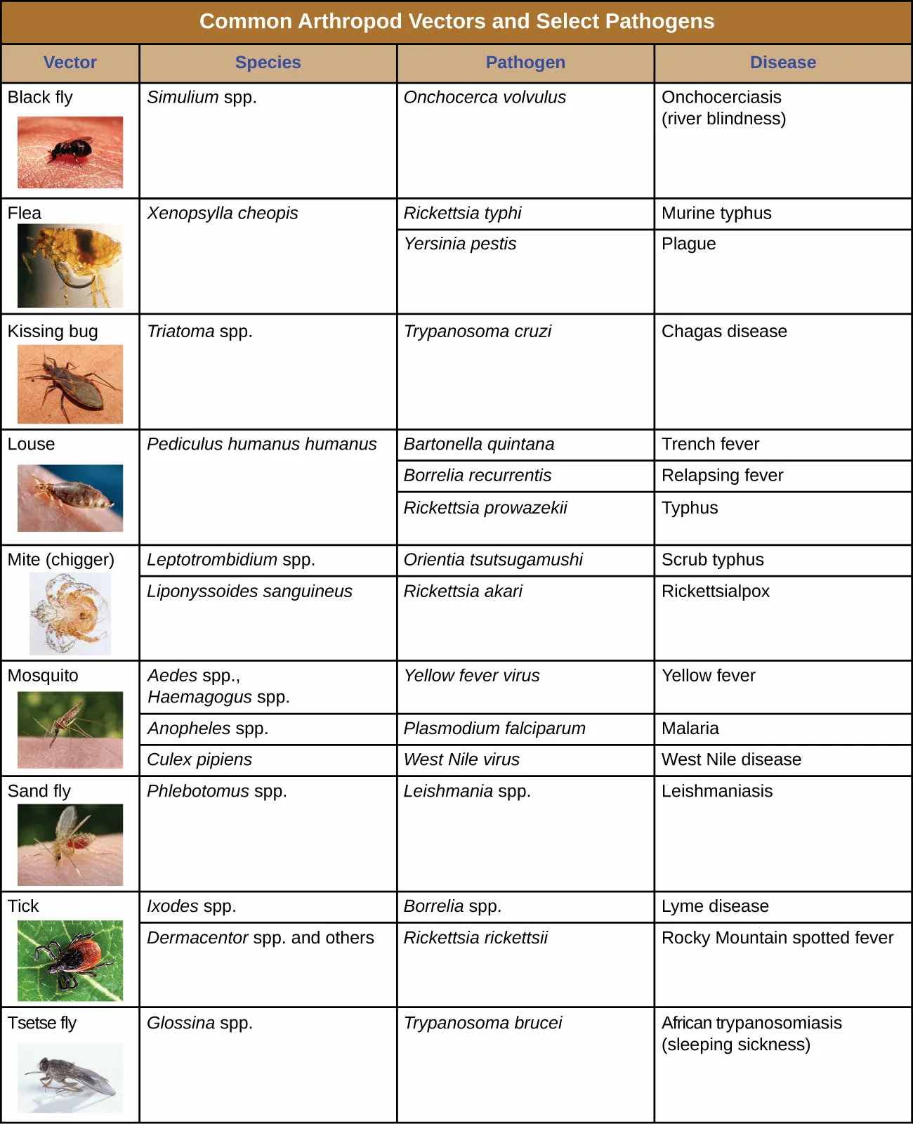 The table above, as printed in the source, with a small photograph of the living vector inset beside each of its rows: a black fly, a flea, a kissing bug, a louse, a mite, a mosquito, a sand fly, a tick, and a tsetse fly.